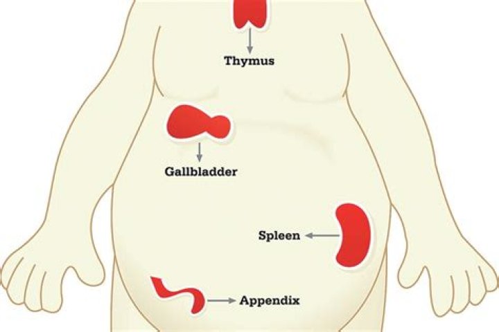 What organs can a human live without?