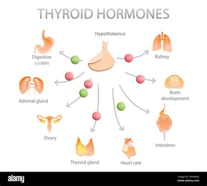 What organs does the thyroid affect?