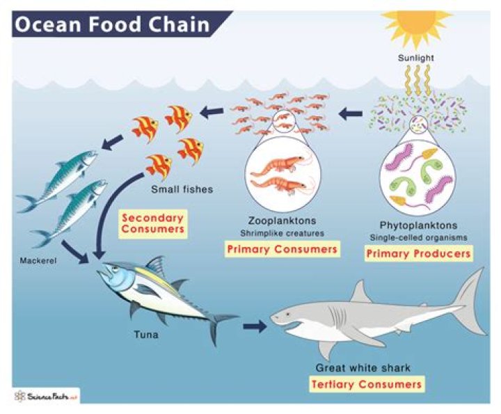 What part of the food chain is most affected by toxins?