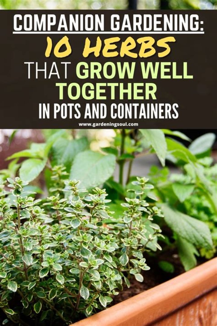 What plants go well together in pots?