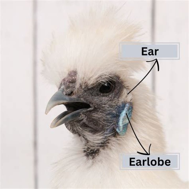 What purpose do earlobes serve?
