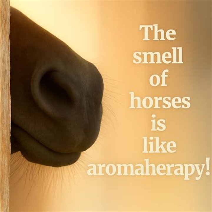 What scent calms horses?