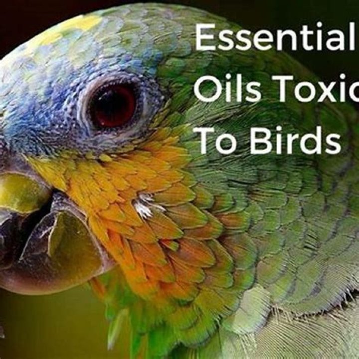 What scents are toxic to birds?