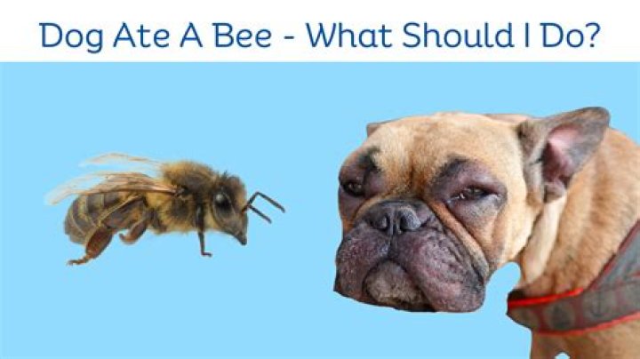 What should I do if my dog ate a bee?