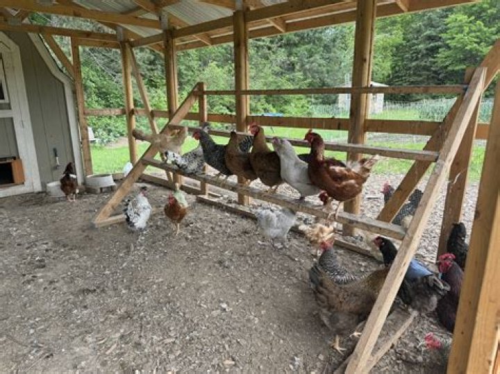What should I put down on my chicken Run floor?