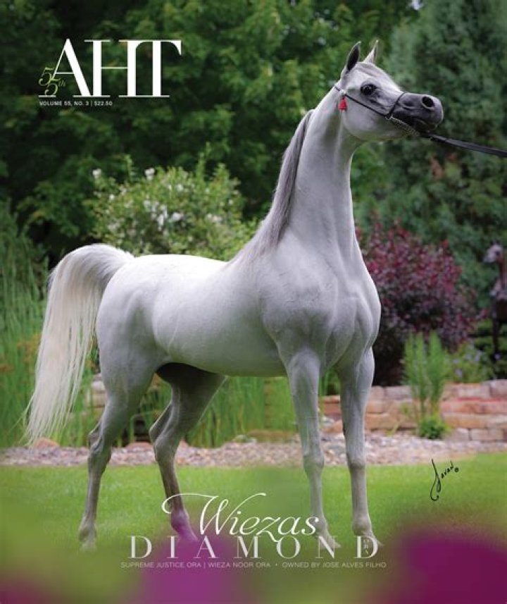 What should you never do around a horse?