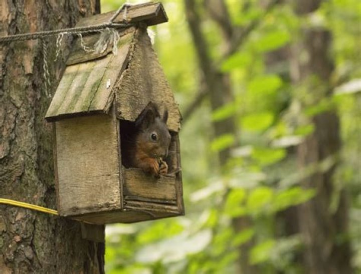 What size should a squirrel house be?