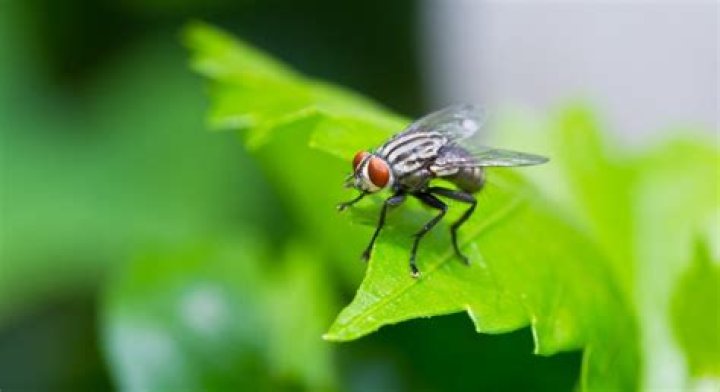 What smell keeps flies away?