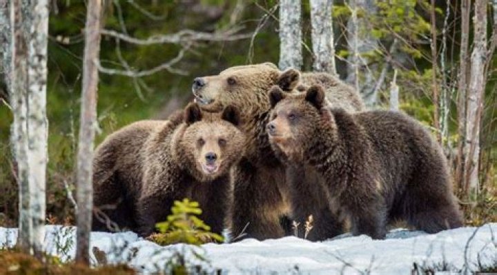 What smells will keep bears away?