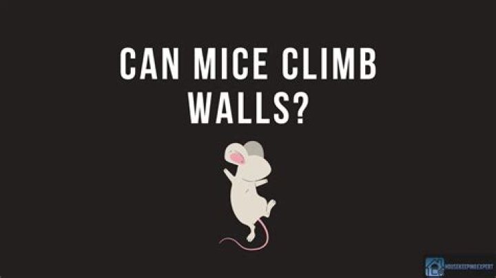 What sounds scare mice away?