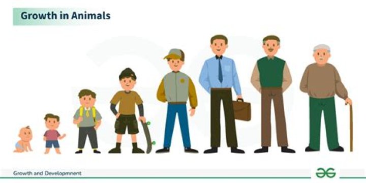 What stops the growth of height?