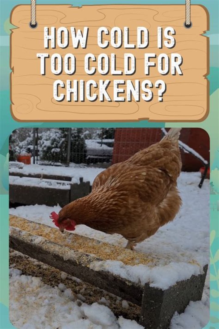 What temperature is too cold for chickens?