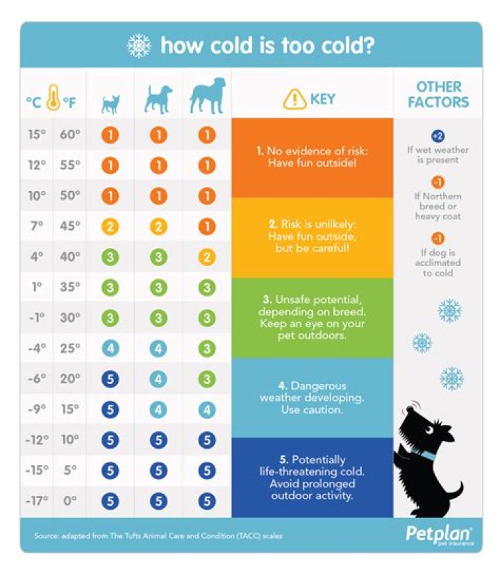 What temperature is too cold for dogs?