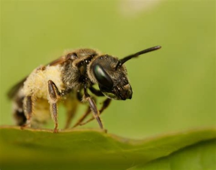 What time of day are mason bees most active?