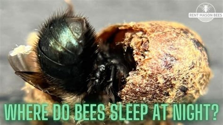 What time of day do bees go to sleep?