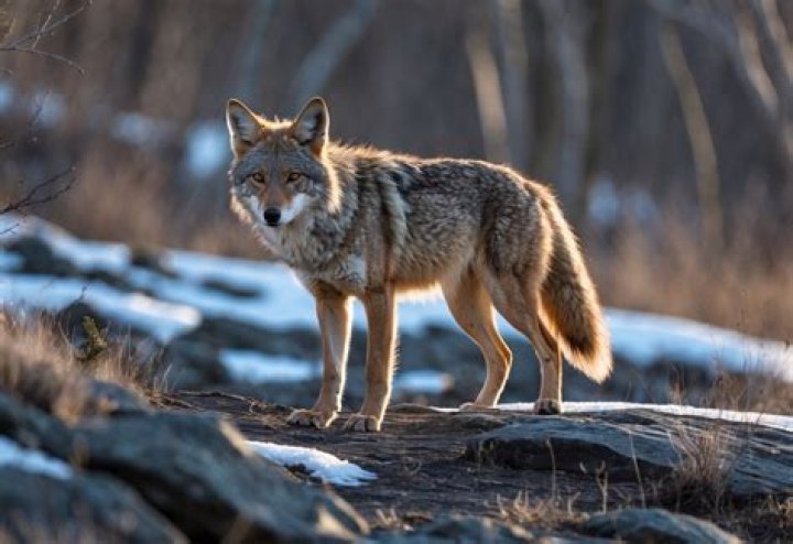 What time of year are coyotes most aggressive?