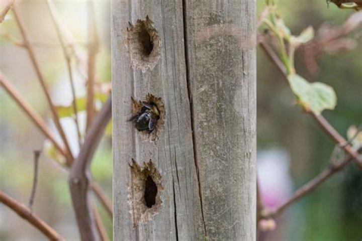 What time of year do carpenter bees nest?