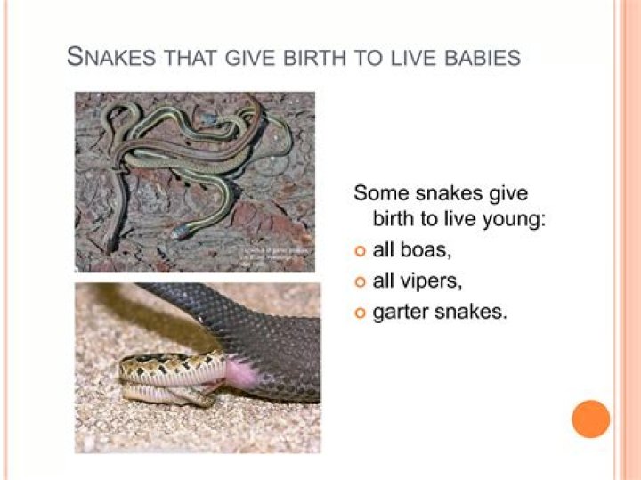 What time of year do snakes have babies?