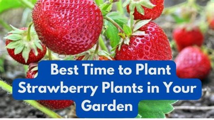 What time of year do you plant strawberries?