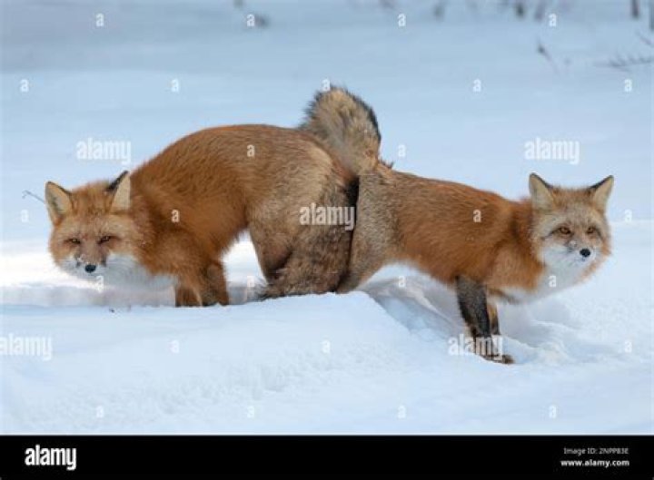 What time of year is mating season for foxes?