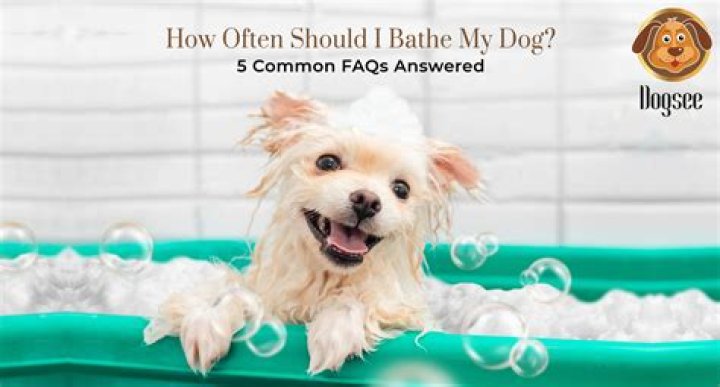 What time should I bathe my dog?