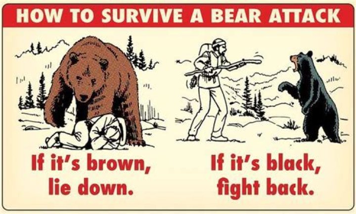 What to do if a bear approaches you on a hike?