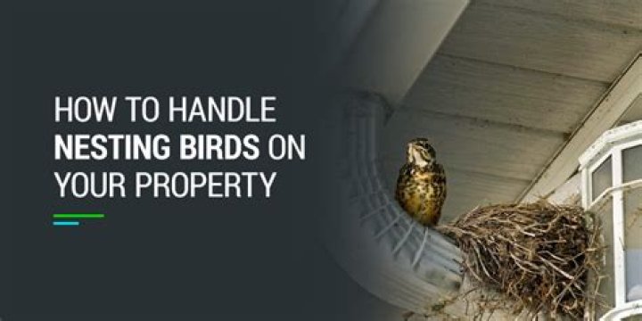 What to do if a bird makes a nest on your porch?