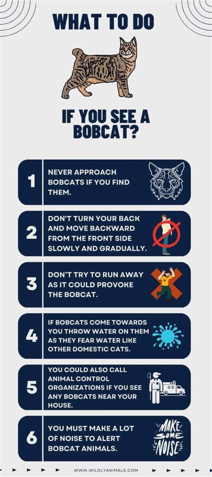 What to do if a bobcat is near you?