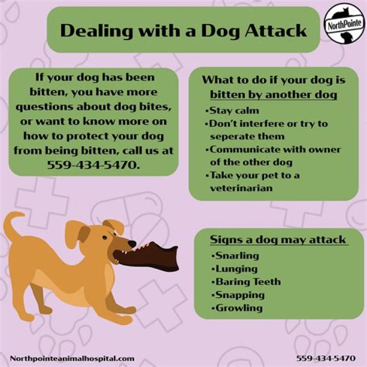 What to do if a dog attacks me?