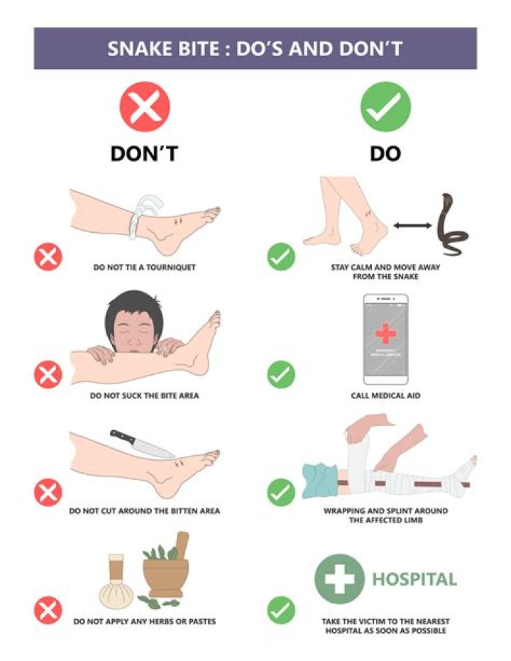 What to do if a snake bites you while hiking?