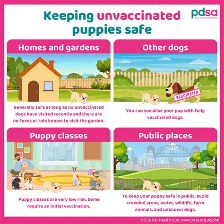 What to do if an unvaccinated puppy bites you?