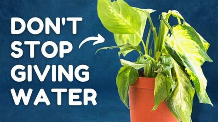 What to do if I overwatered pothos?