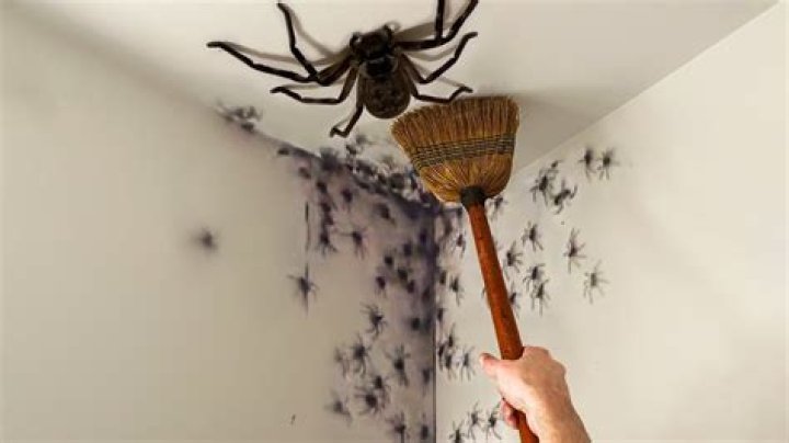 What to do if there is a spider in your room?