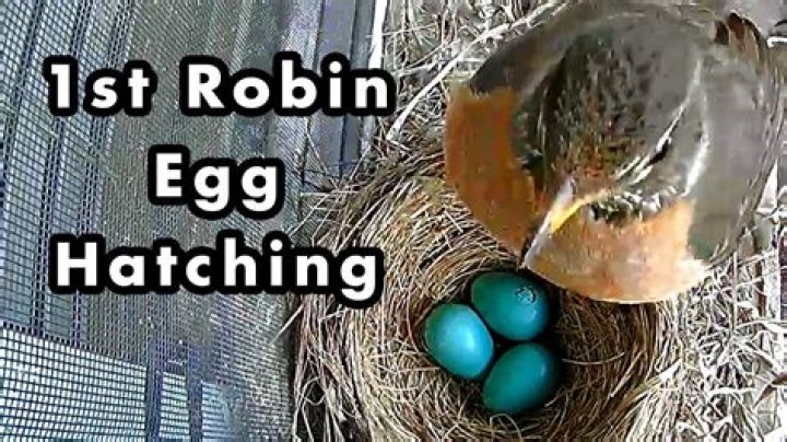 What to do if you find a robin egg on the ground?