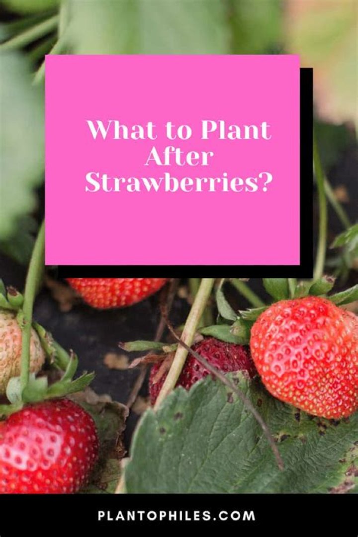 What to plant after strawberries?