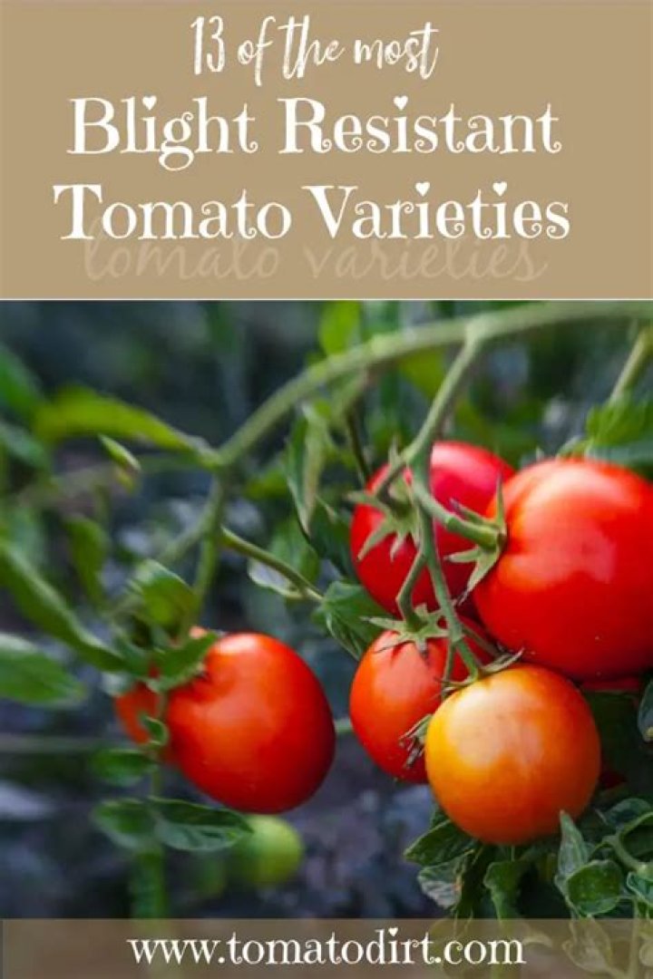 What tomato plants are most blight resistant?