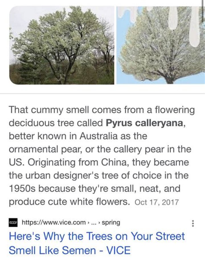 What tree smells like caramel?