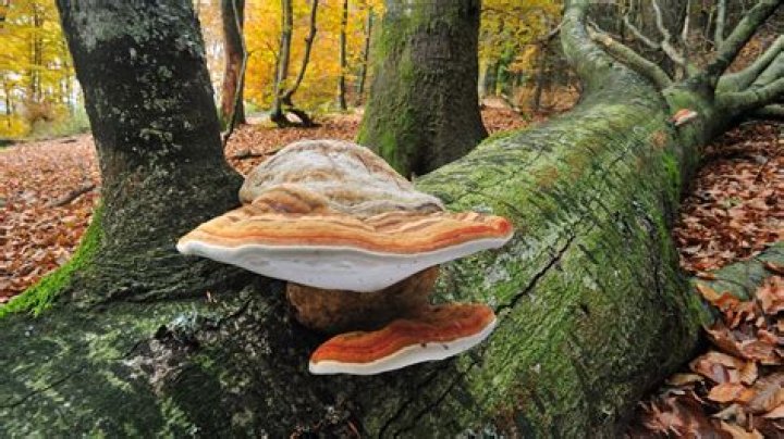 What trees does horse hoof fungus grow on?
