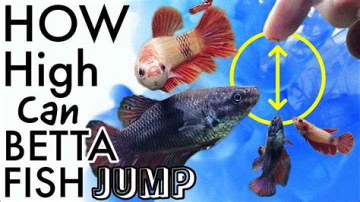 What tricks can I teach my goldfish?