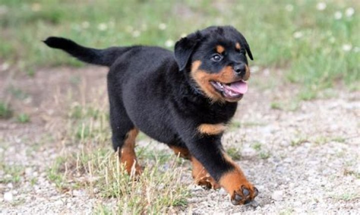 What two dogs make a Rottweiler?