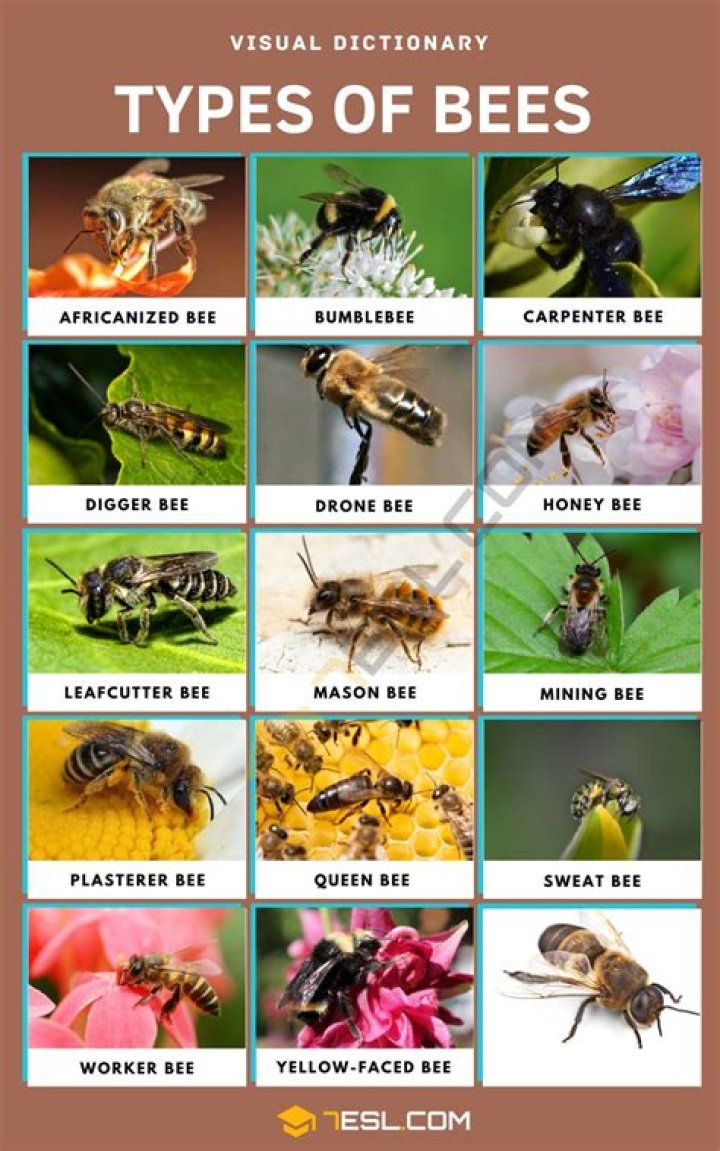 What type of bees are aggressive?