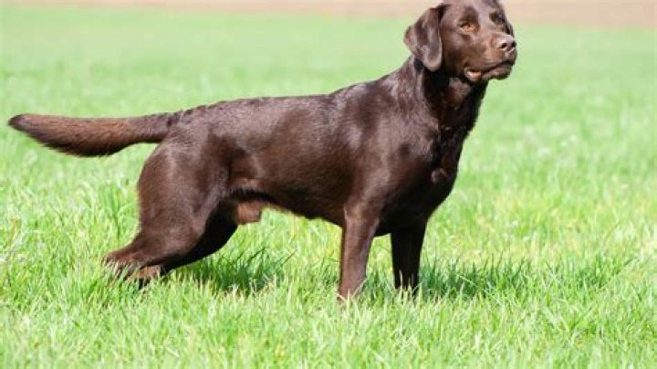 What type of dog is copper?