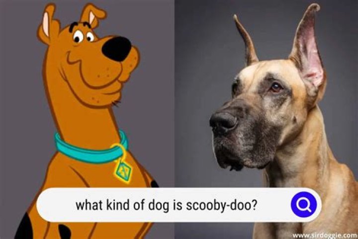 What type of dog is Scooby Doo?