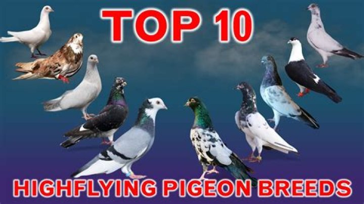 What type of pigeon is the best pet?
