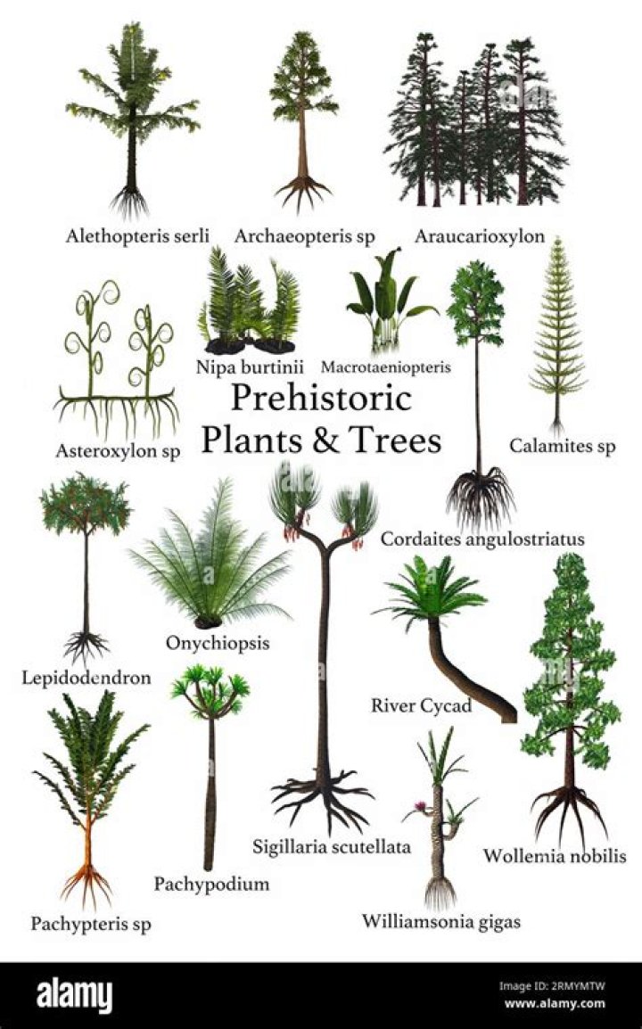 What was the most common plant in the Jurassic Period?