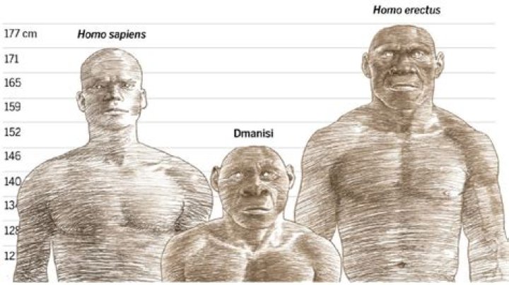 What was the strongest human species?