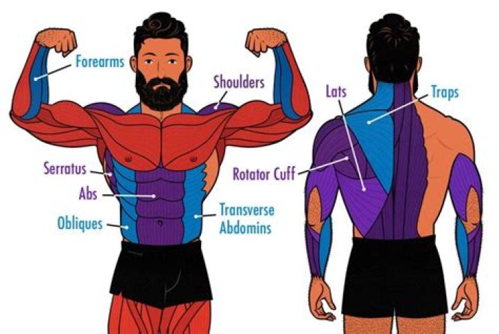 What weight should you start wearing a belt?