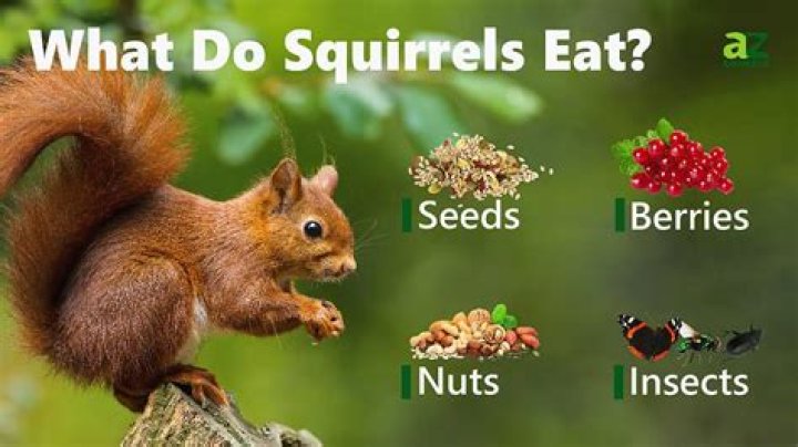 What will rats eat that squirrels wont?