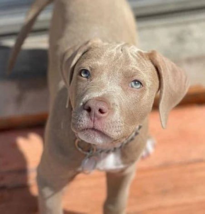 What's a blue fawn Pitbull?