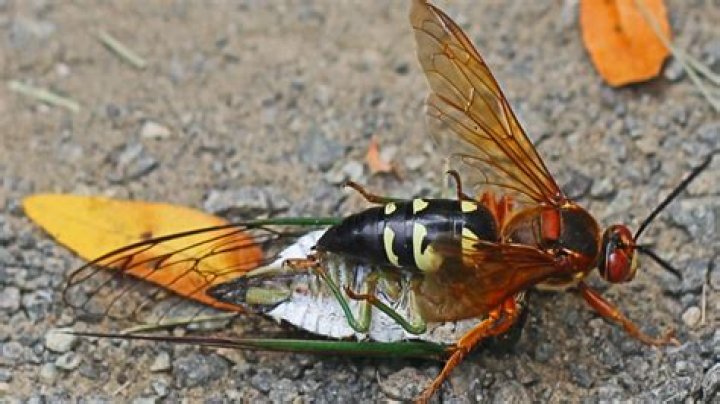 What's a cicada killer look like?